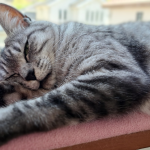 猫がリラックスしている