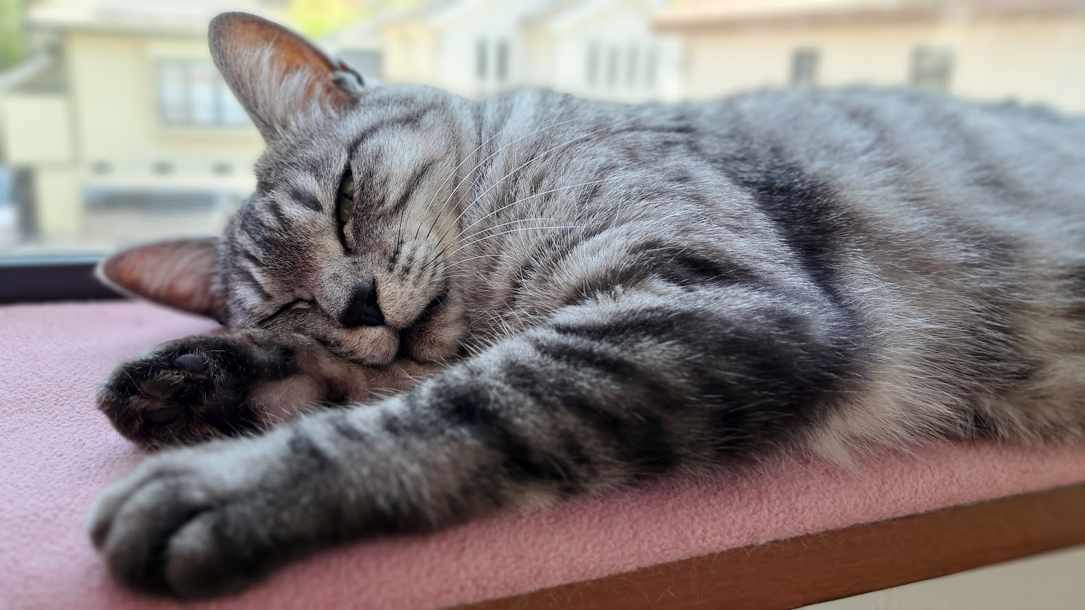 猫がリラックスしている