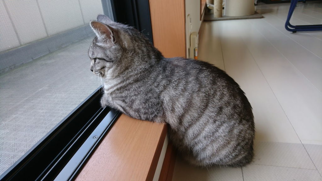 猫、外を見る