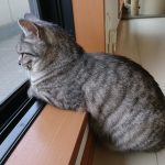 猫、外を見る