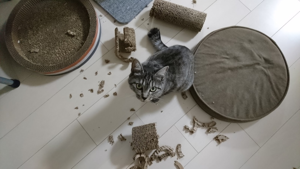 猫いたずら