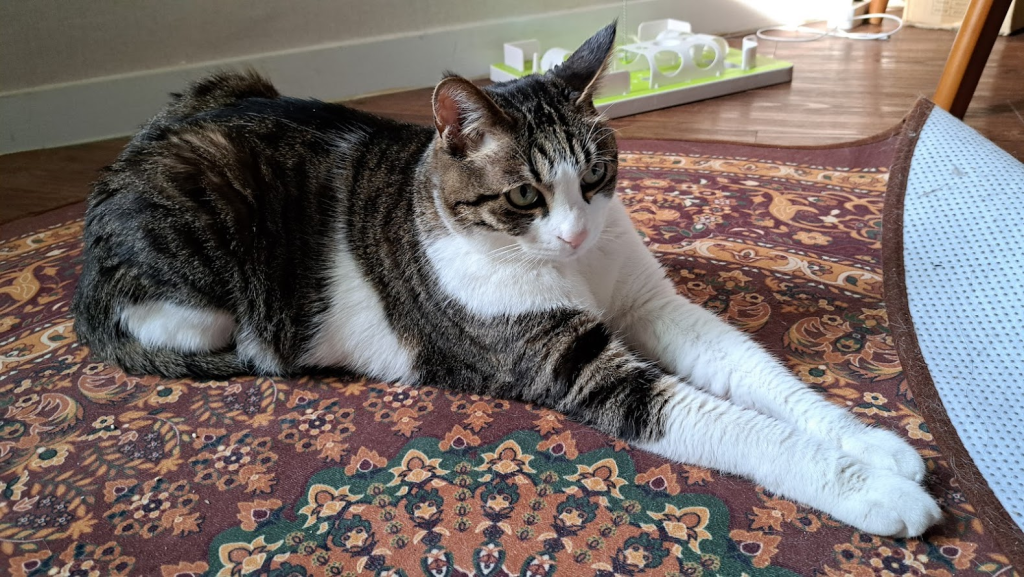 猫がくつろいでいる。