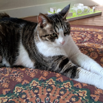 猫がくつろいでいる。