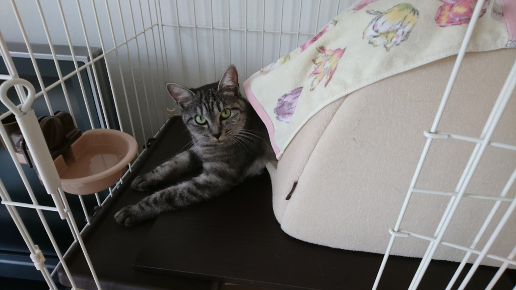 猫がケージに入っている。