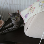 猫がケージに入っている。