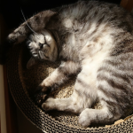 猫