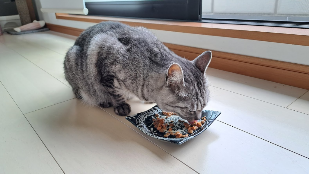 猫が餌を食べている