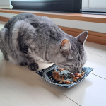 猫が餌を食べている
