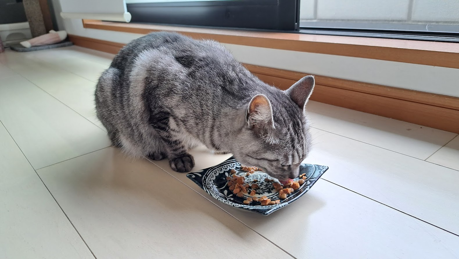 猫が餌を食べている